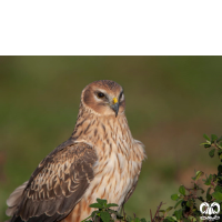 گونه سنقر خاکستری Hen Harrier